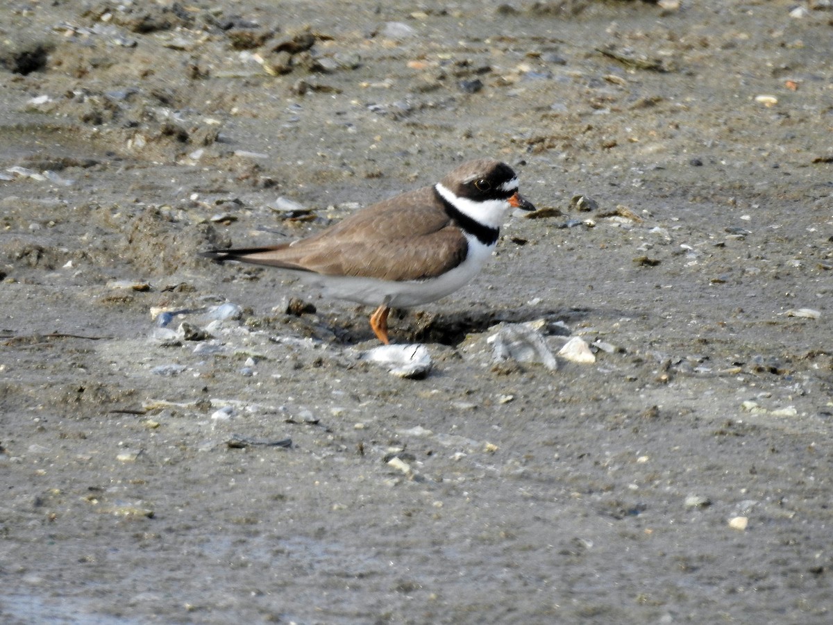 Semipalmated Plover - ML150203881