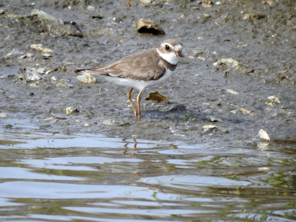 Semipalmated Plover - ML150203891