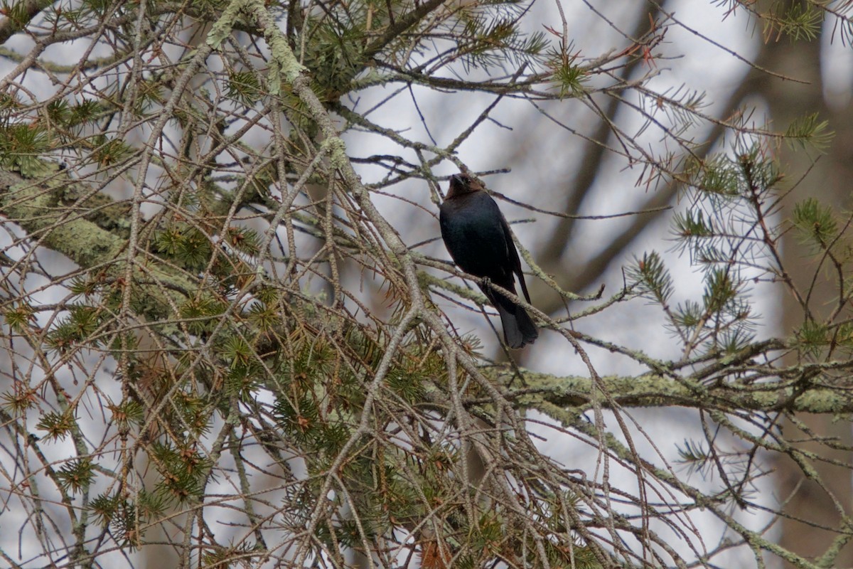 Brown-headed Cowbird - ML150204421