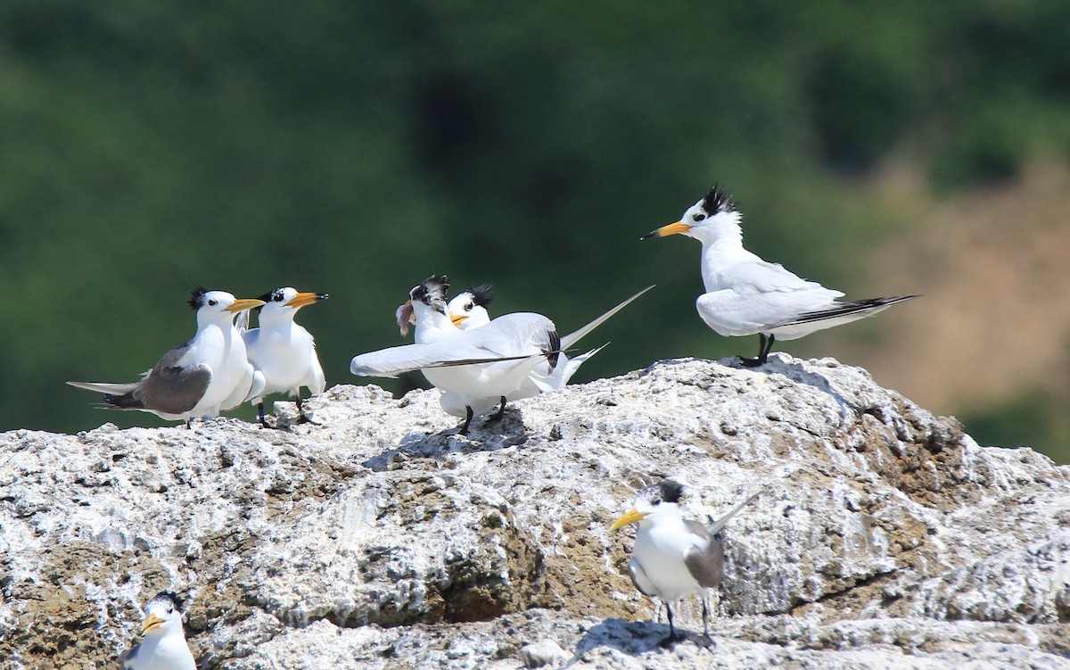 黑嘴端鳳頭燕鷗 - ML150204441