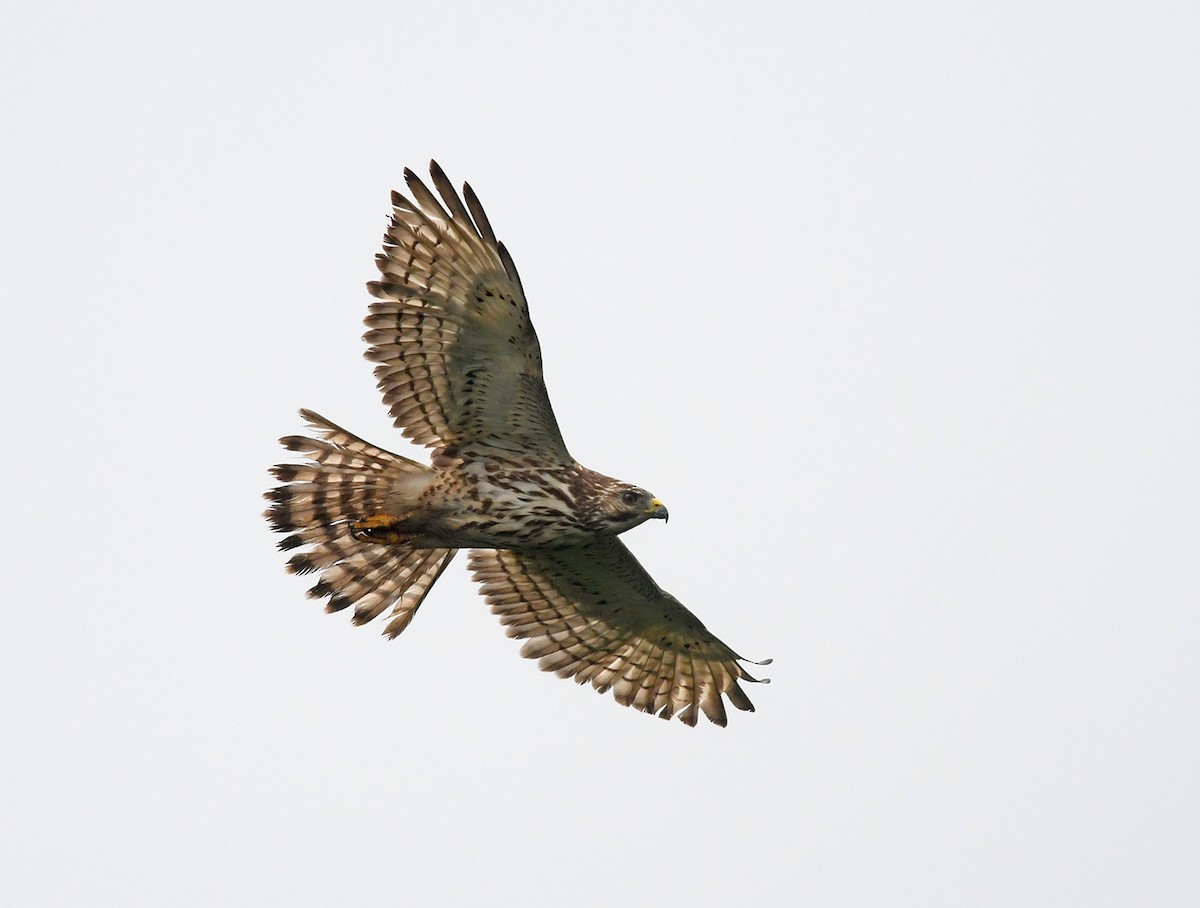 Broad-winged Hawk - ML150205531