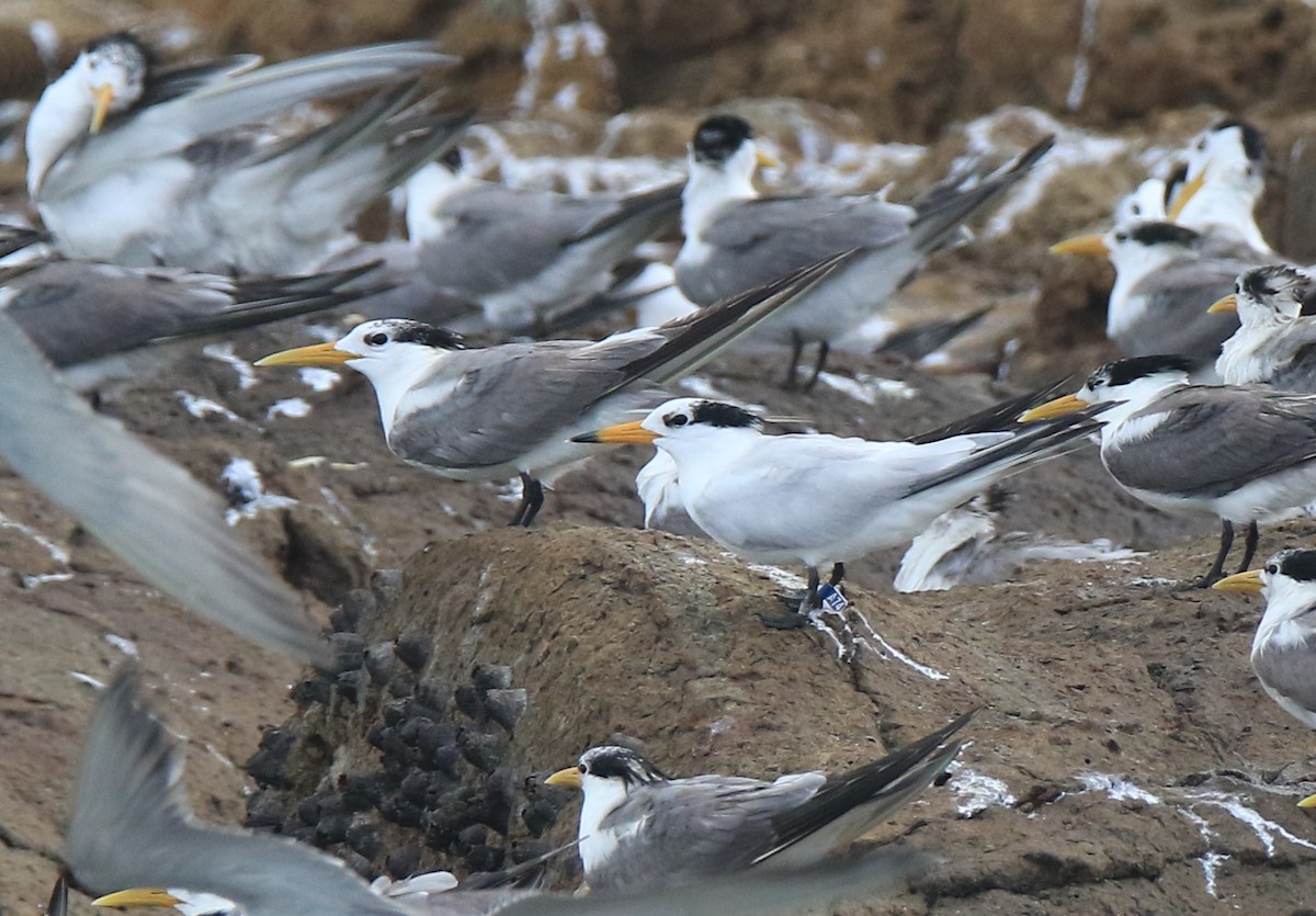 Chinese Crested Tern - ML150206561