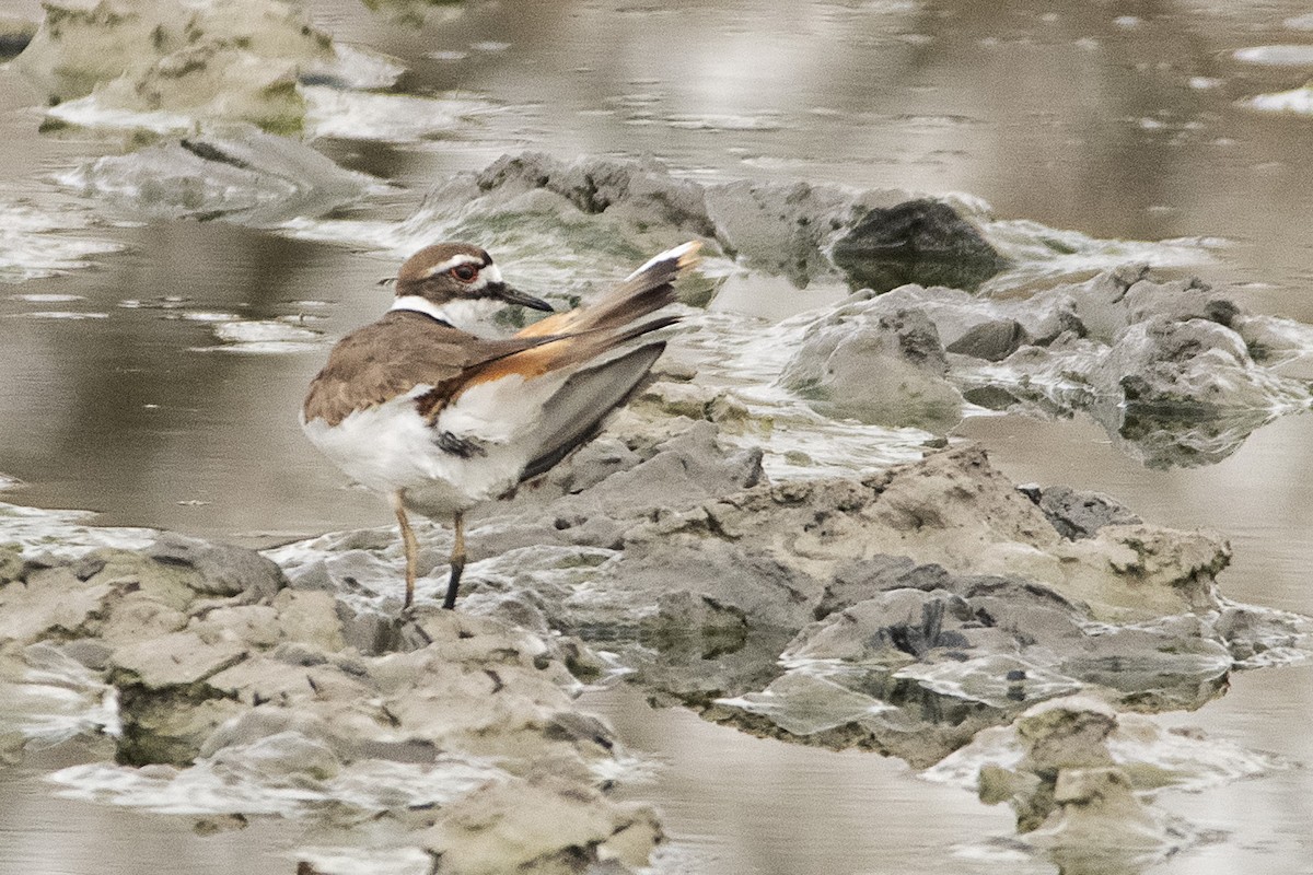 Killdeer - ML150208151