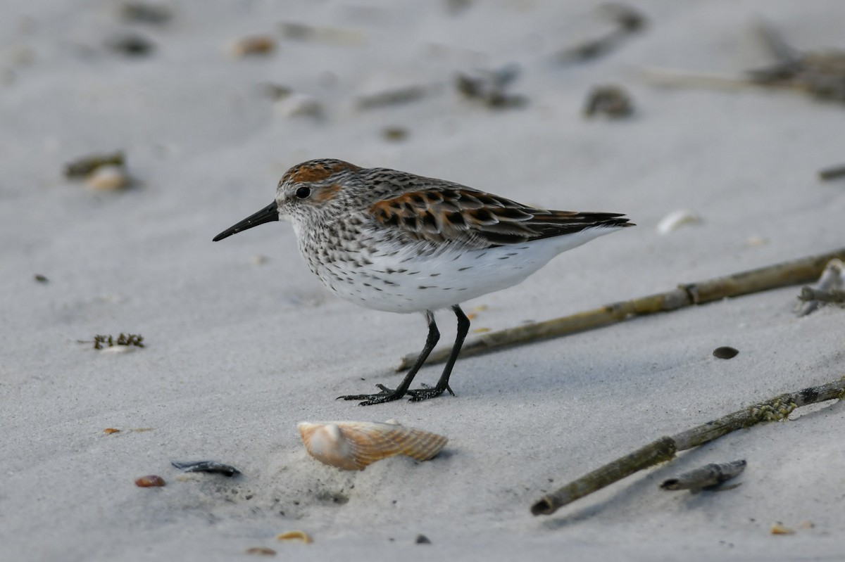 beringsnipe - ML150208261