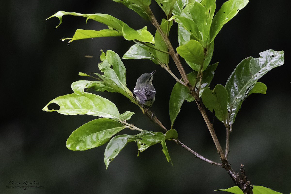 Cerulean Warbler - ML150208871
