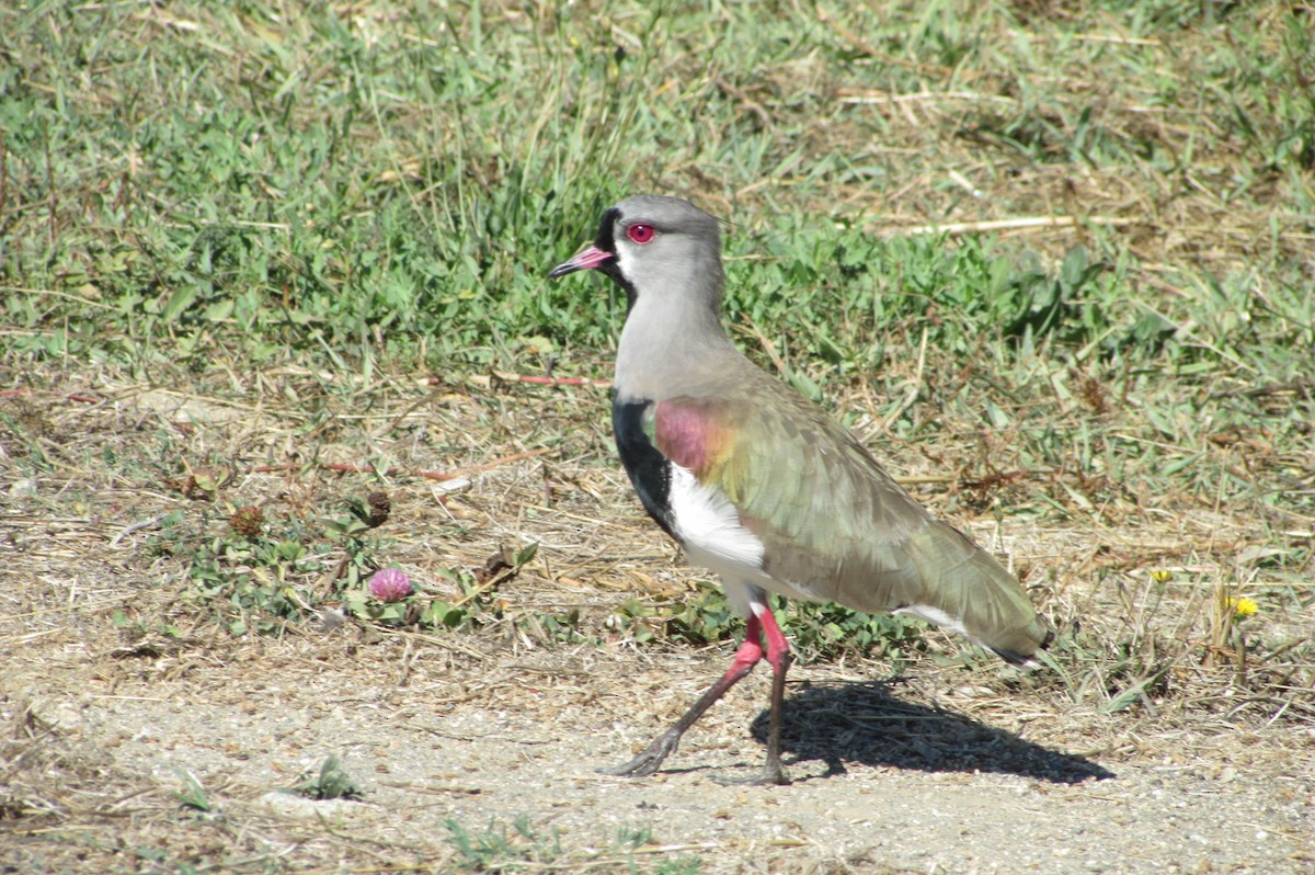 Southern Lapwing - ML150209111