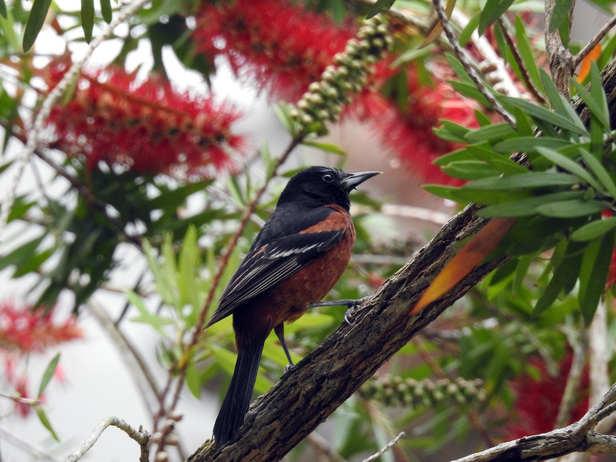 Orchard Oriole - ML150209121