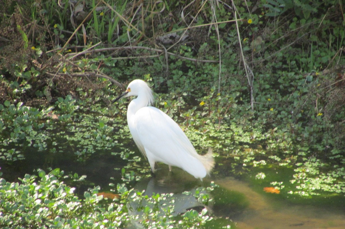 Snowy Egret - Jose Rebolledo