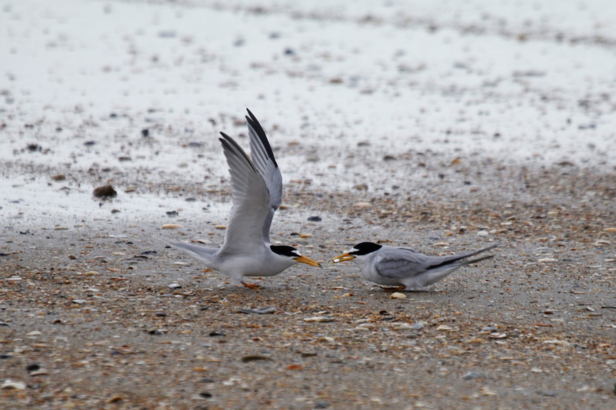 Least Tern - ML150209371