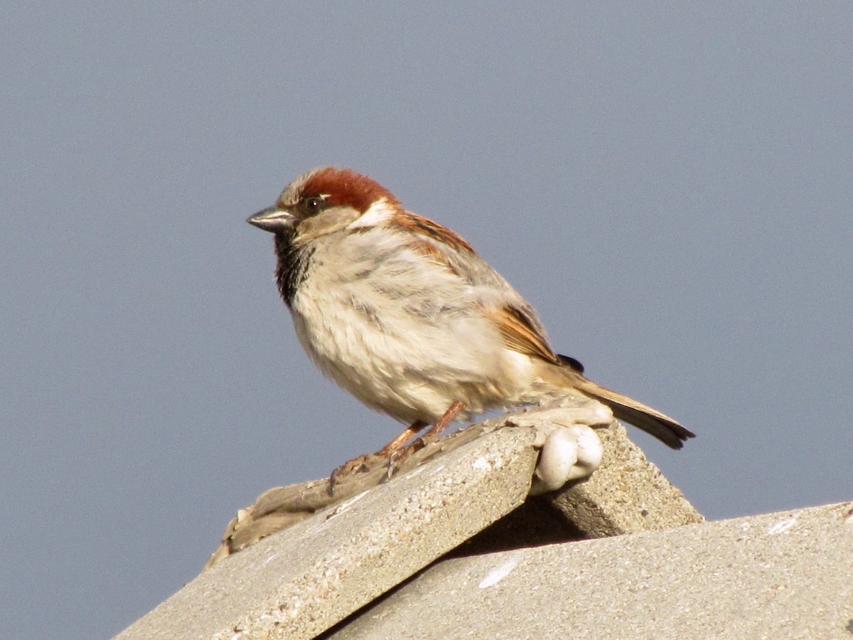 House Sparrow - ML150209601