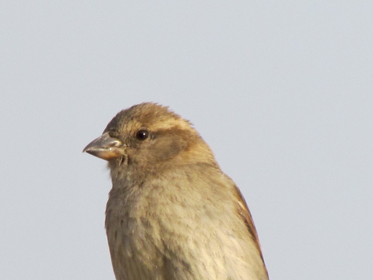House Sparrow - ML150209621