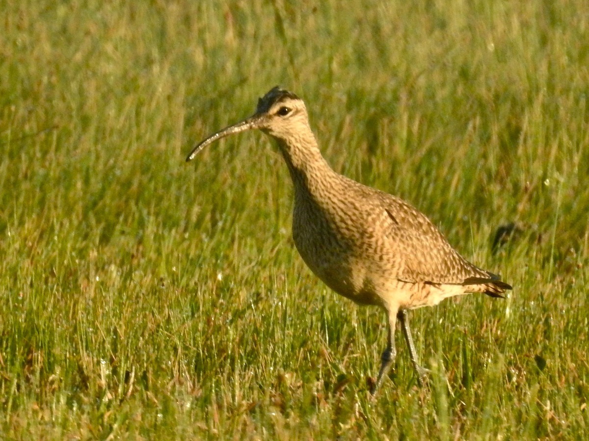 Whimbrel - Mark W11 Kulstad