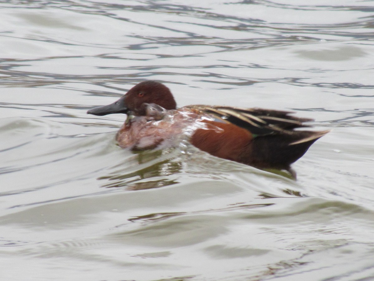 Cinnamon Teal - ML150211851