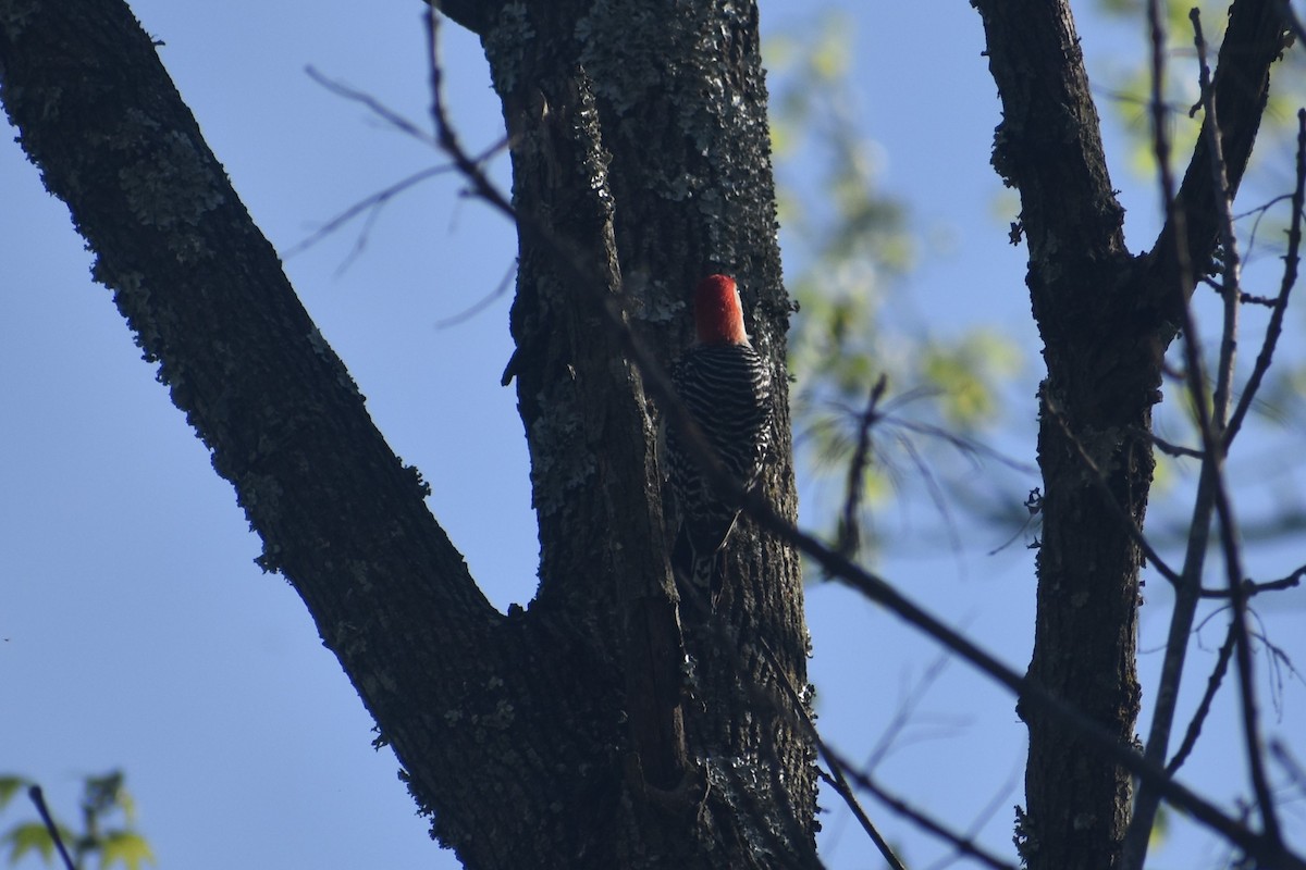 Red-bellied Woodpecker - pat Hendrix