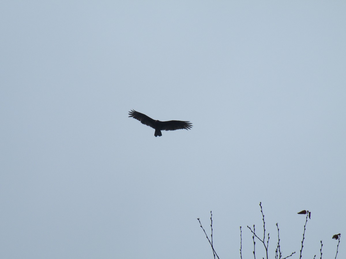 Turkey Vulture - ML150212571