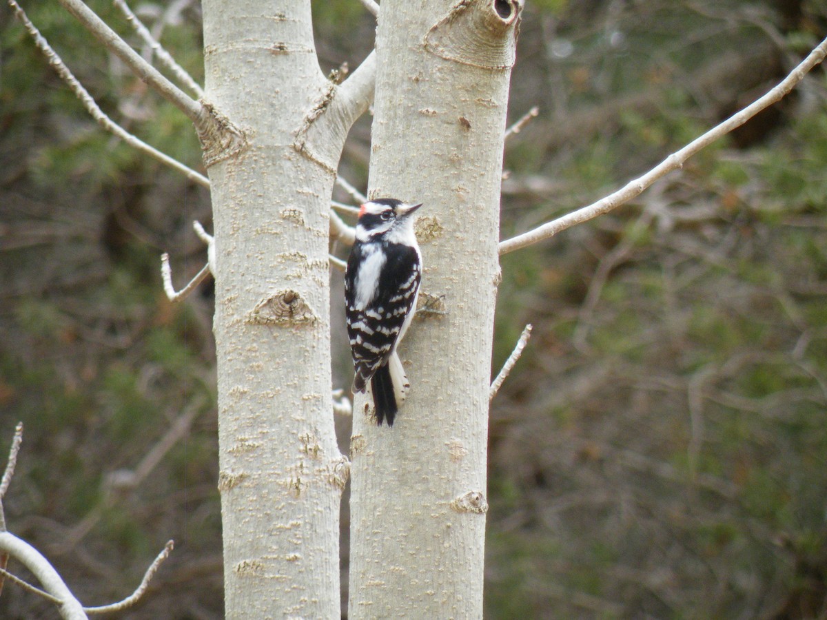 Downy Woodpecker - ML150212651