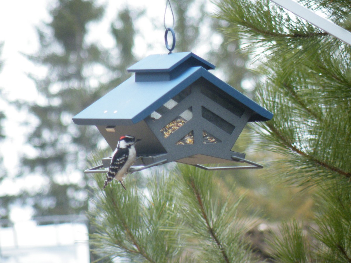 Downy Woodpecker - ML150212791