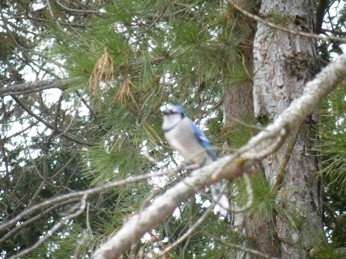 Blue Jay - ML150212891