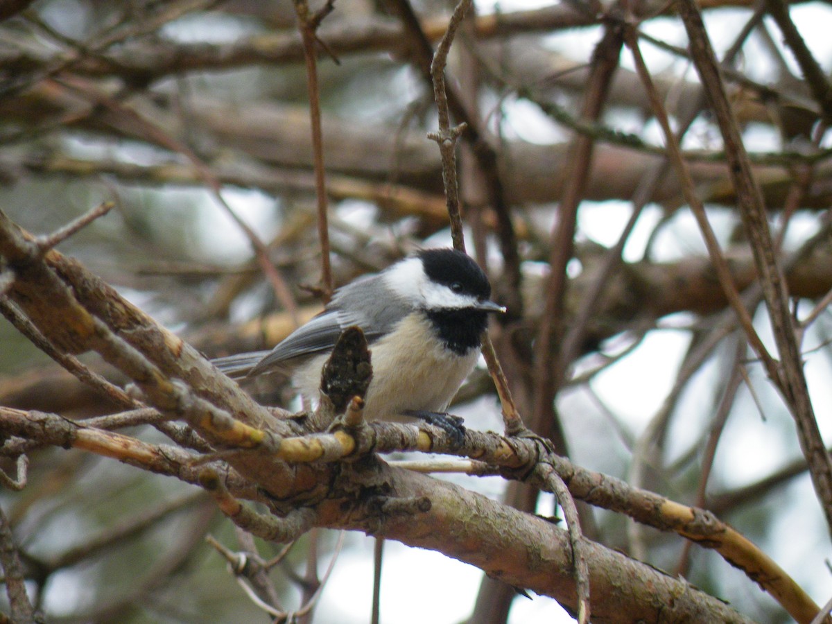 Black-capped Chickadee - ML150213141