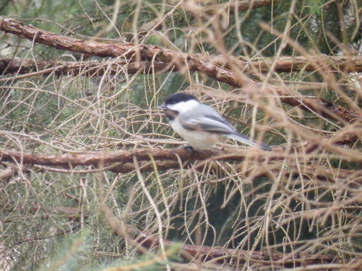 Black-capped Chickadee - ML150213411