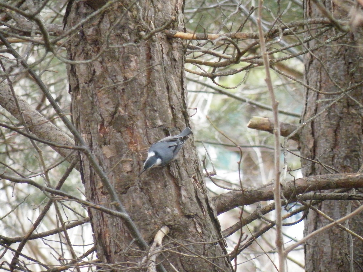 White-breasted Nuthatch - ML150213501