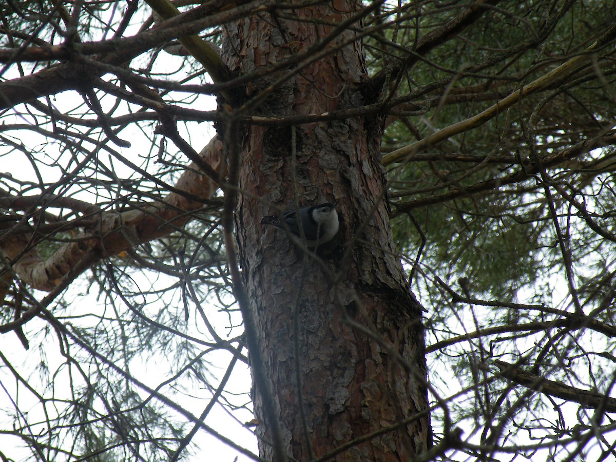 White-breasted Nuthatch - ML150213631