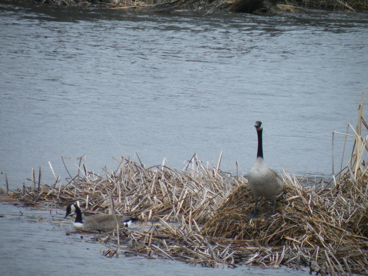 Canada Goose - ML150213711