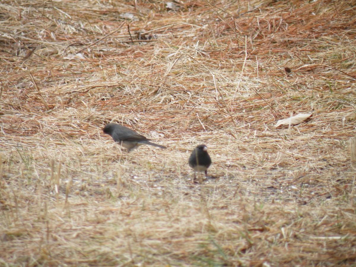 Dark-eyed Junco - ML150214131