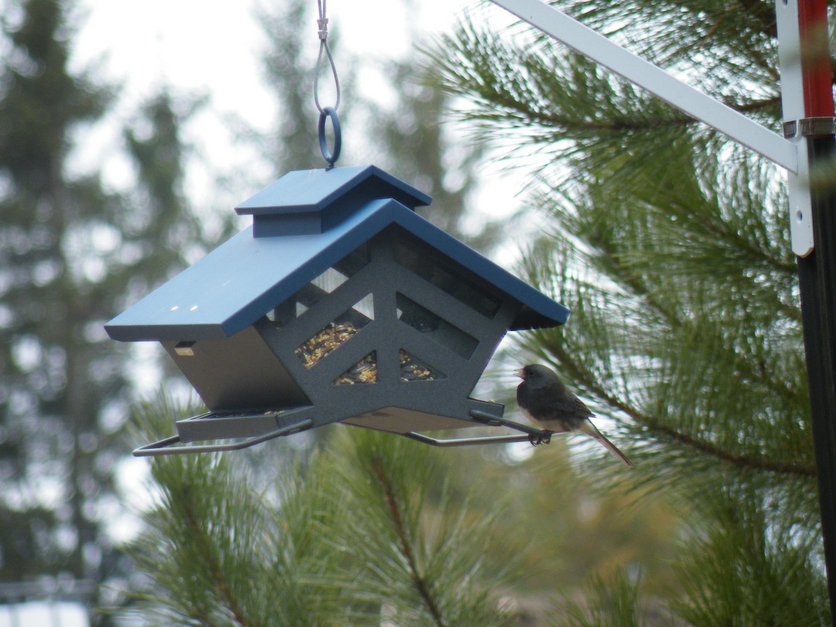 Dark-eyed Junco - ML150214191