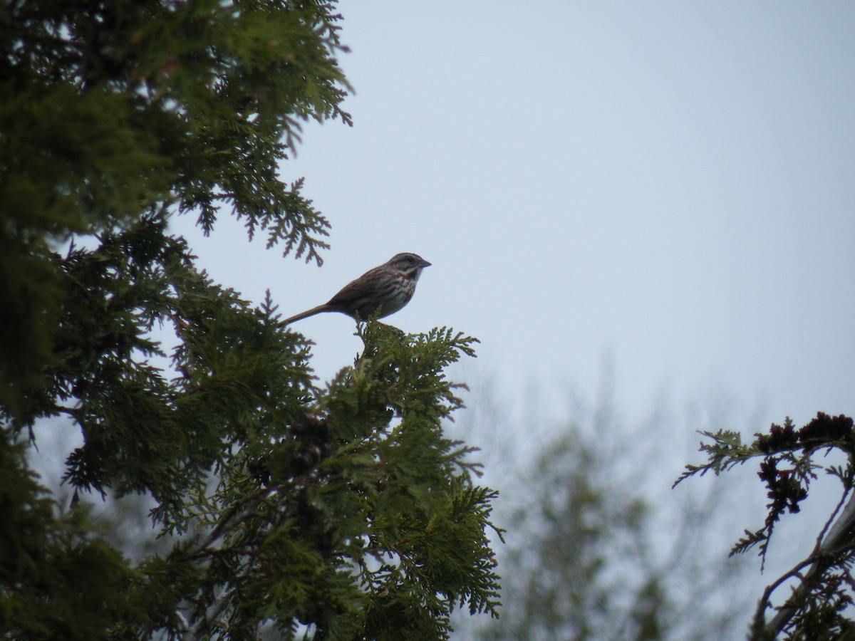 new world sparrow sp. - ML150214521