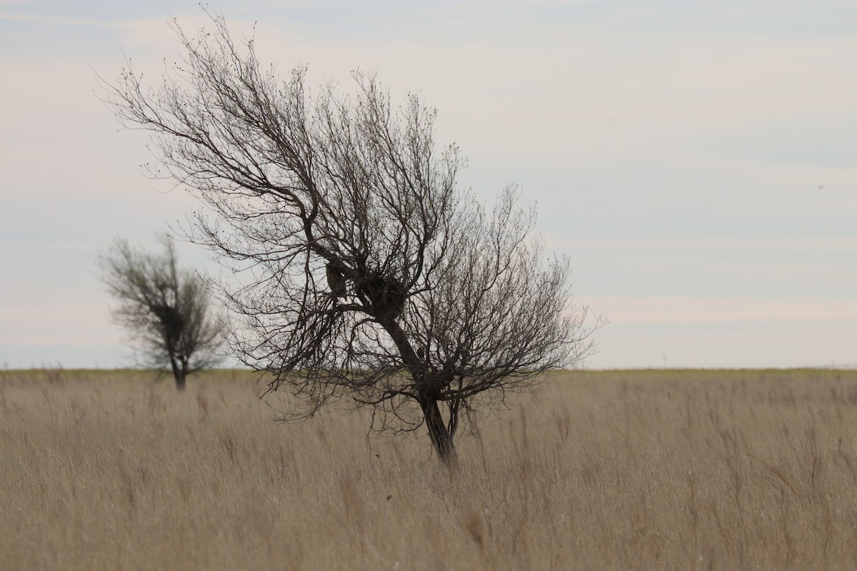 Great Horned Owl - ML150214671