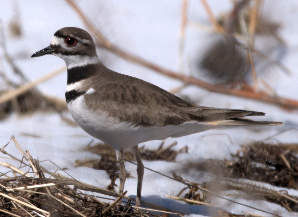 Killdeer - Maurice Thibaudeau