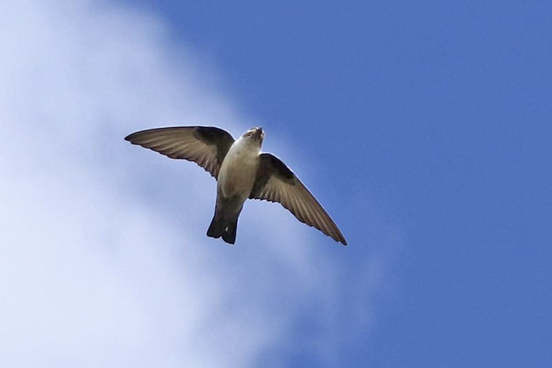 Eurasian Crag-Martin - ML150216311