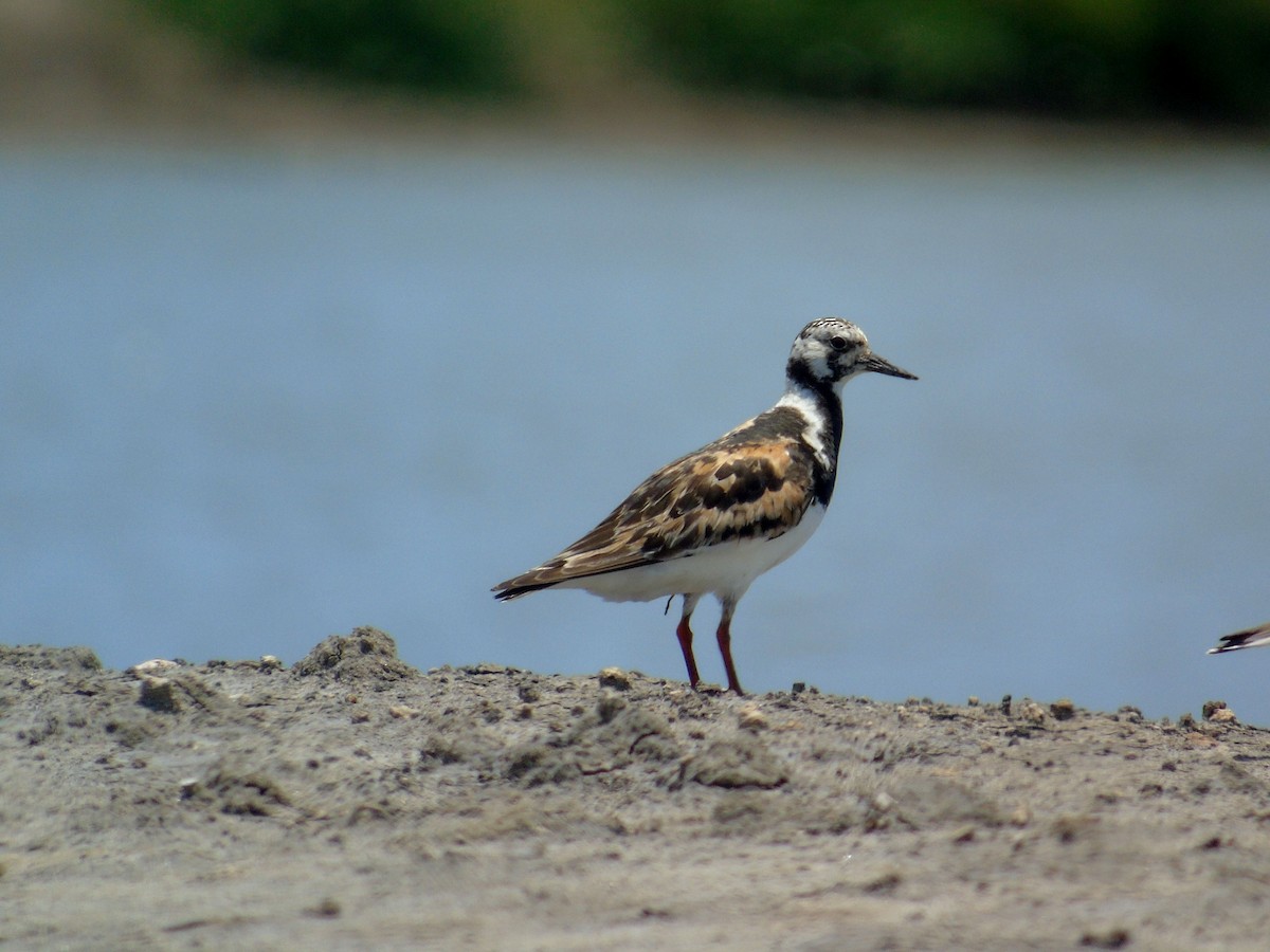 Ruddy Turnstone - ML150216691