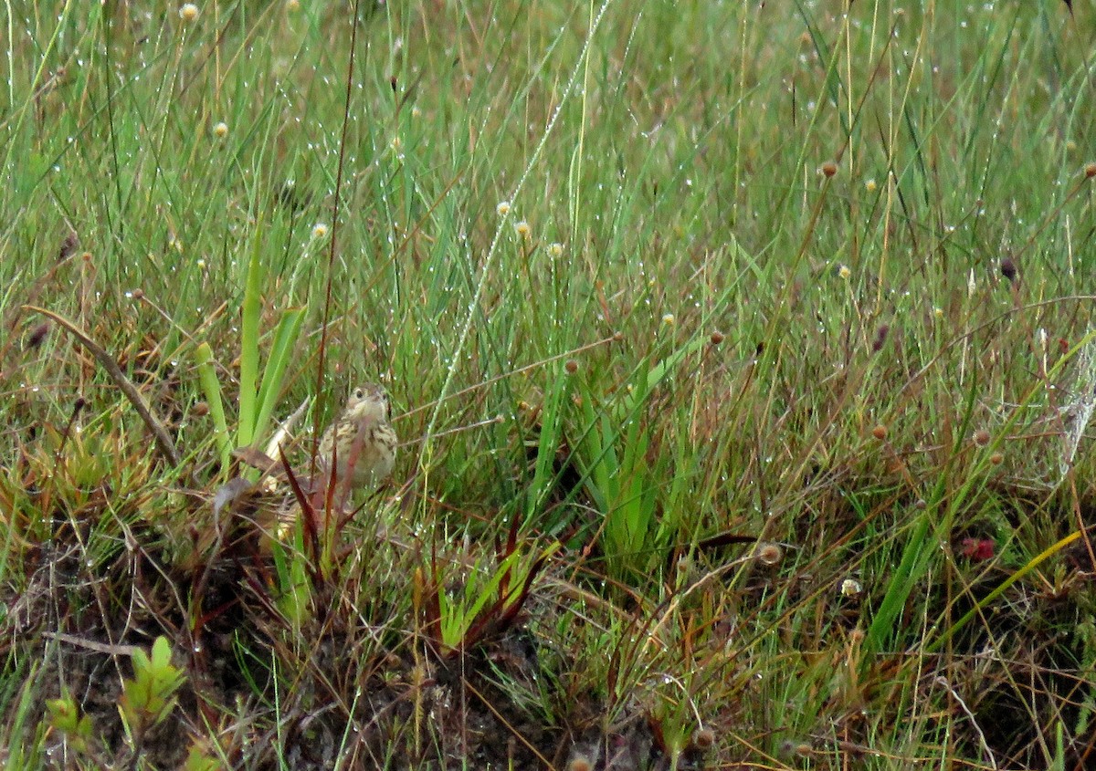 Yellowish Pipit - Iván Lau