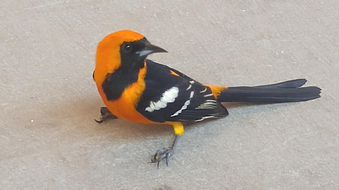 Hooded Oriole - ML150217401