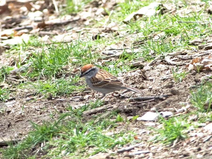 Chipping Sparrow - ML150221201