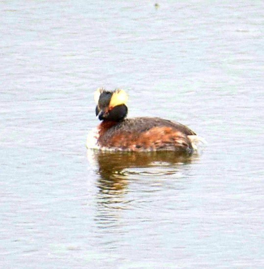 Horned Grebe - Patricia Floyd