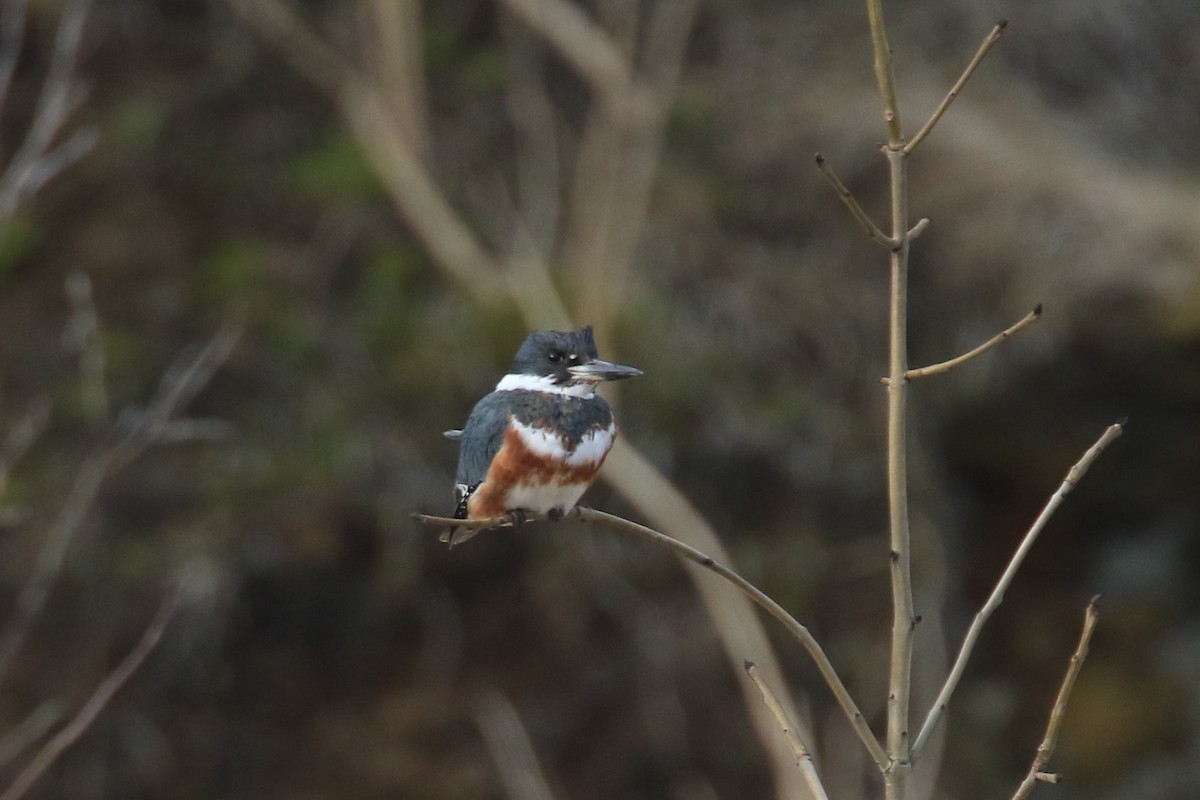 Belted Kingfisher - Ingvar Atli Sigurðsson