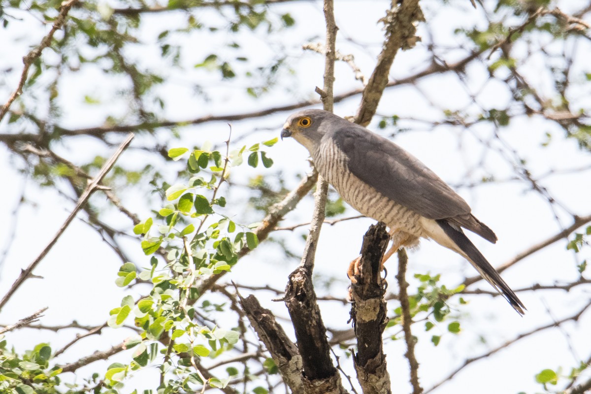Little Sparrowhawk - Peter  Steward