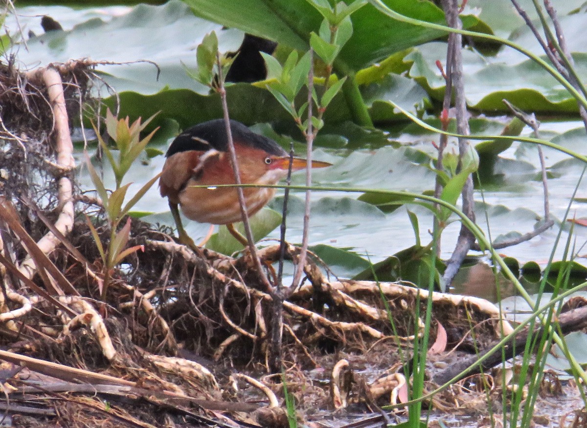 Least Bittern - ML150224411