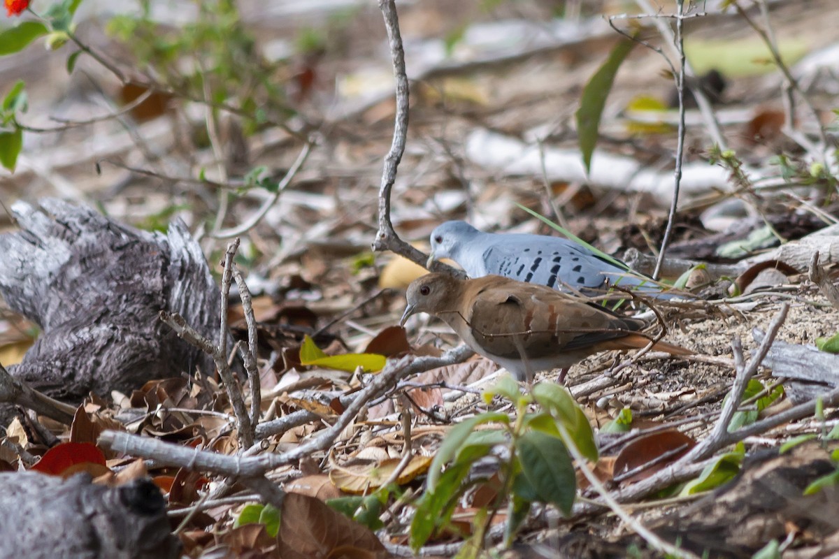 Blue Ground Dove - Gabriel Bonfa