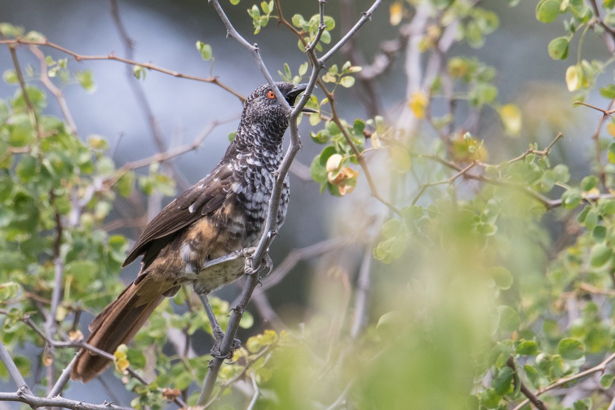 Hinde's Pied-Babbler - ML150225891