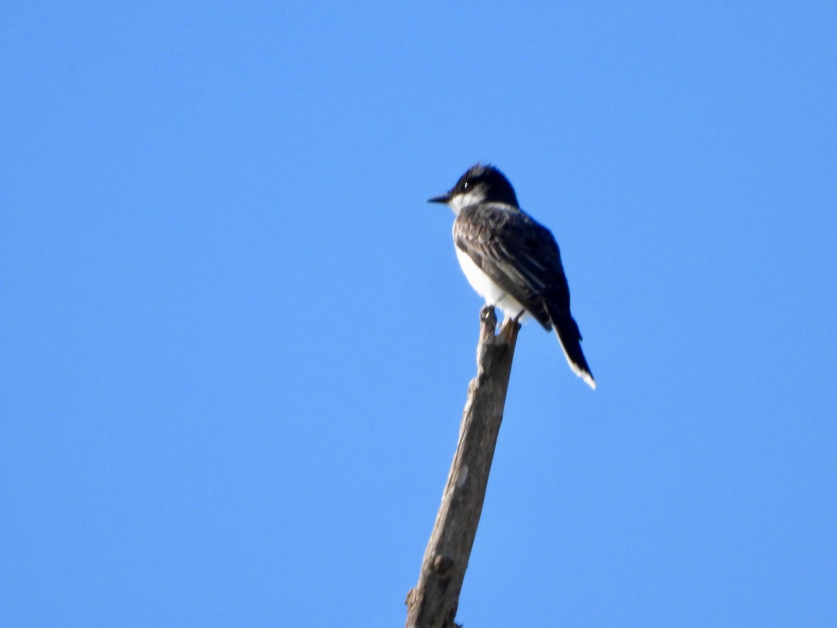 Eastern Kingbird - ML150227931