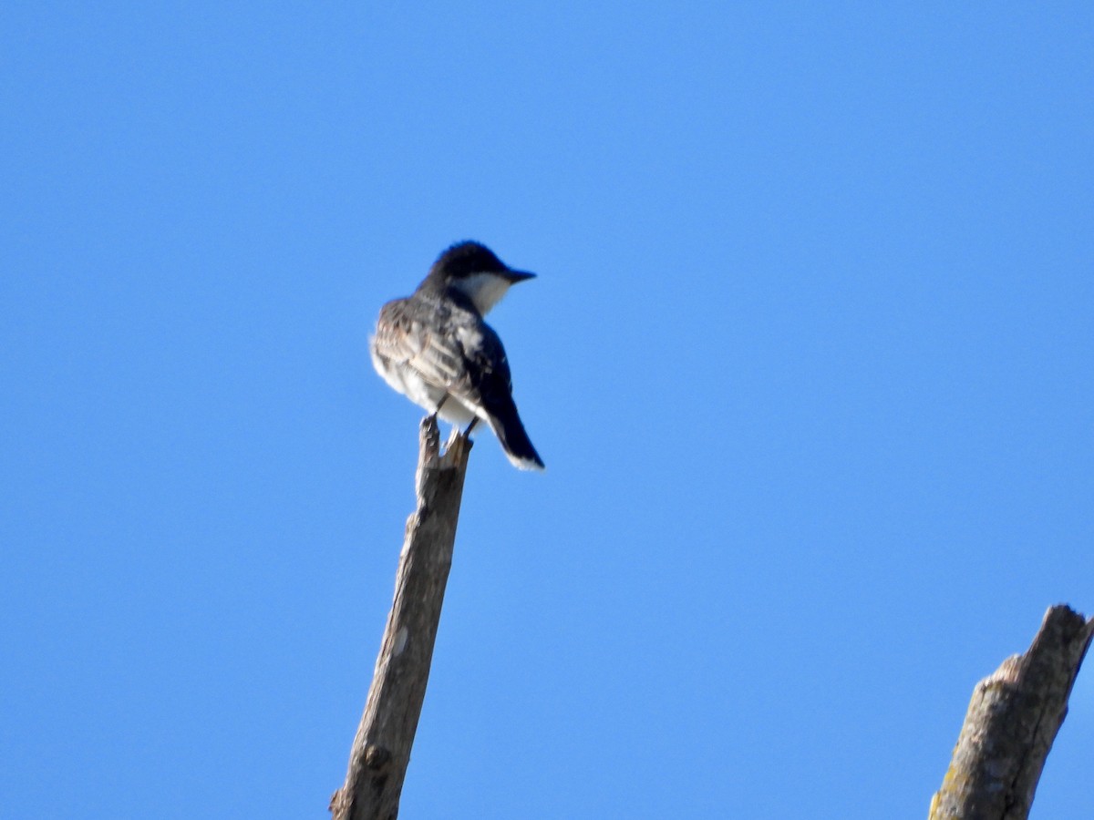 Eastern Kingbird - Marc Mains