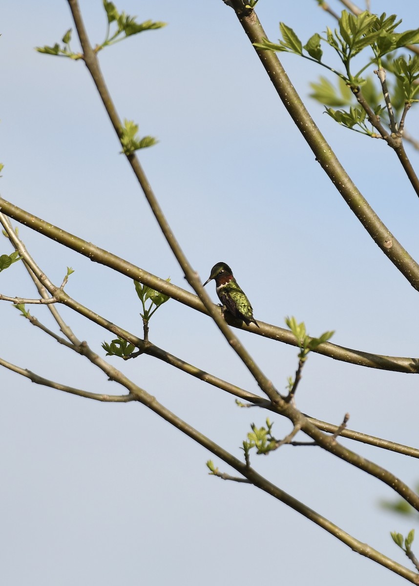 Ruby-throated Hummingbird - Joe Wujcik