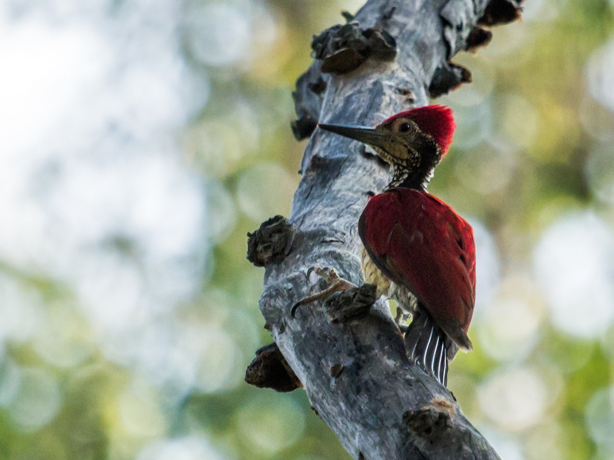 Luzon Flameback - Nick Athanas