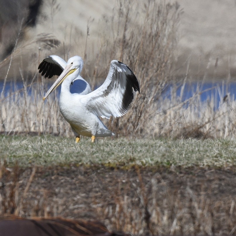 pelikán severoamerický - ML150232731