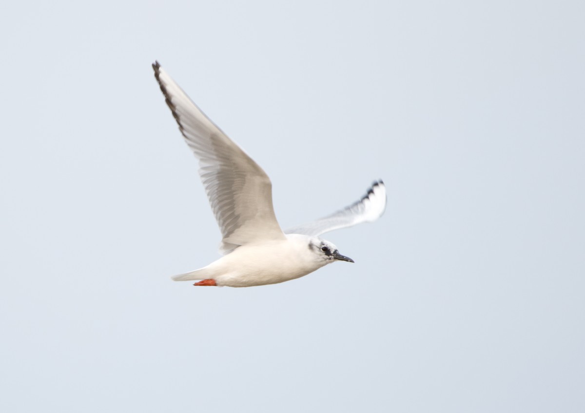 Bonaparte's Gull - ML150232741