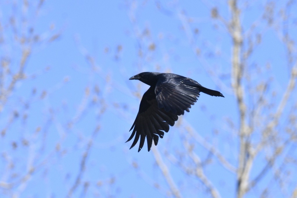 vrána rybí - ML150232811